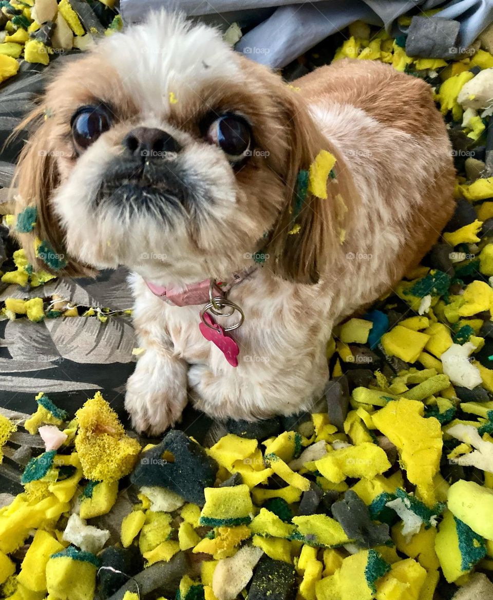 Alguém destruiu o sofá e foi flagrada…
A Pepita nunca deu trabalho, mas caprichou dessa vez! Que carinha de “não fui eu”!
🐶
#cão #pet #dog #animal