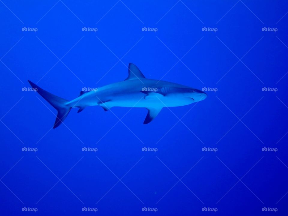 Blacktip reef shark. On the shark feed off the Bahamas 