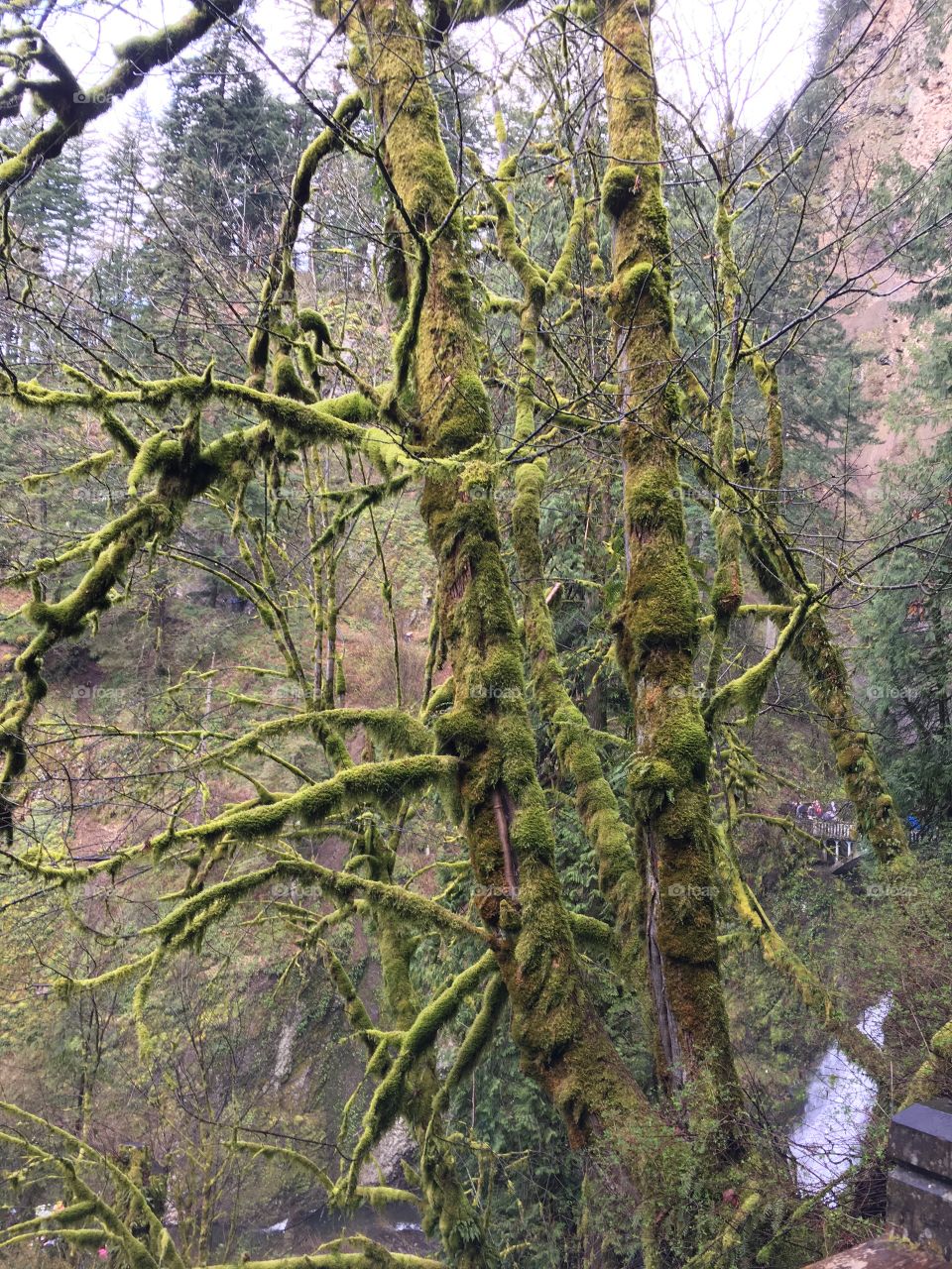 Mossy tree 