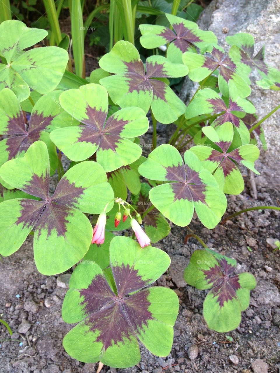 Four-leaf clover in my garden.