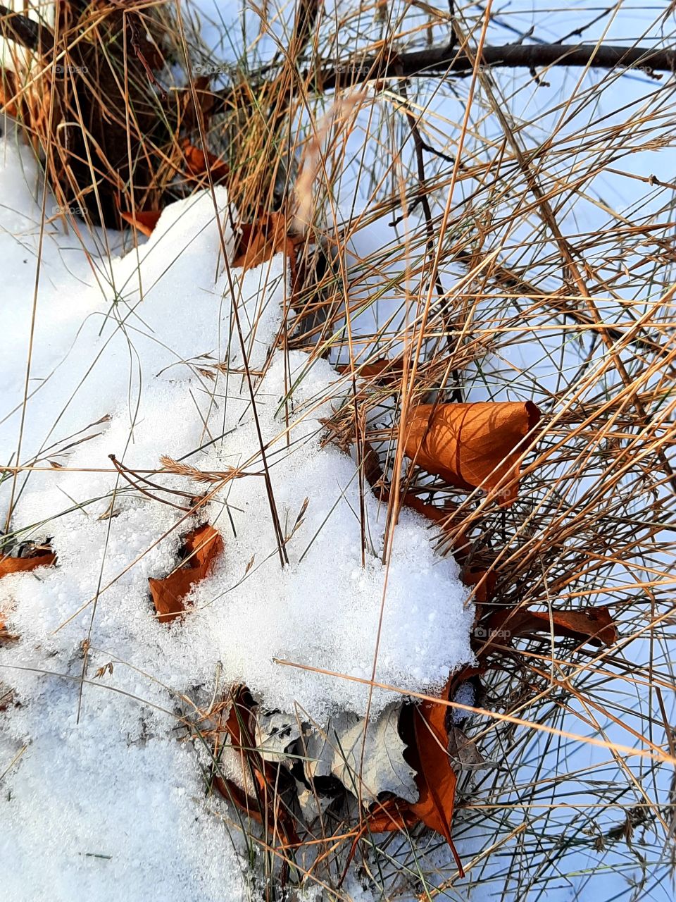 a walk in the garden where autumn meets winter