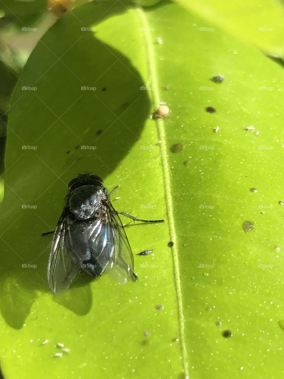 The fly is on  a green leave