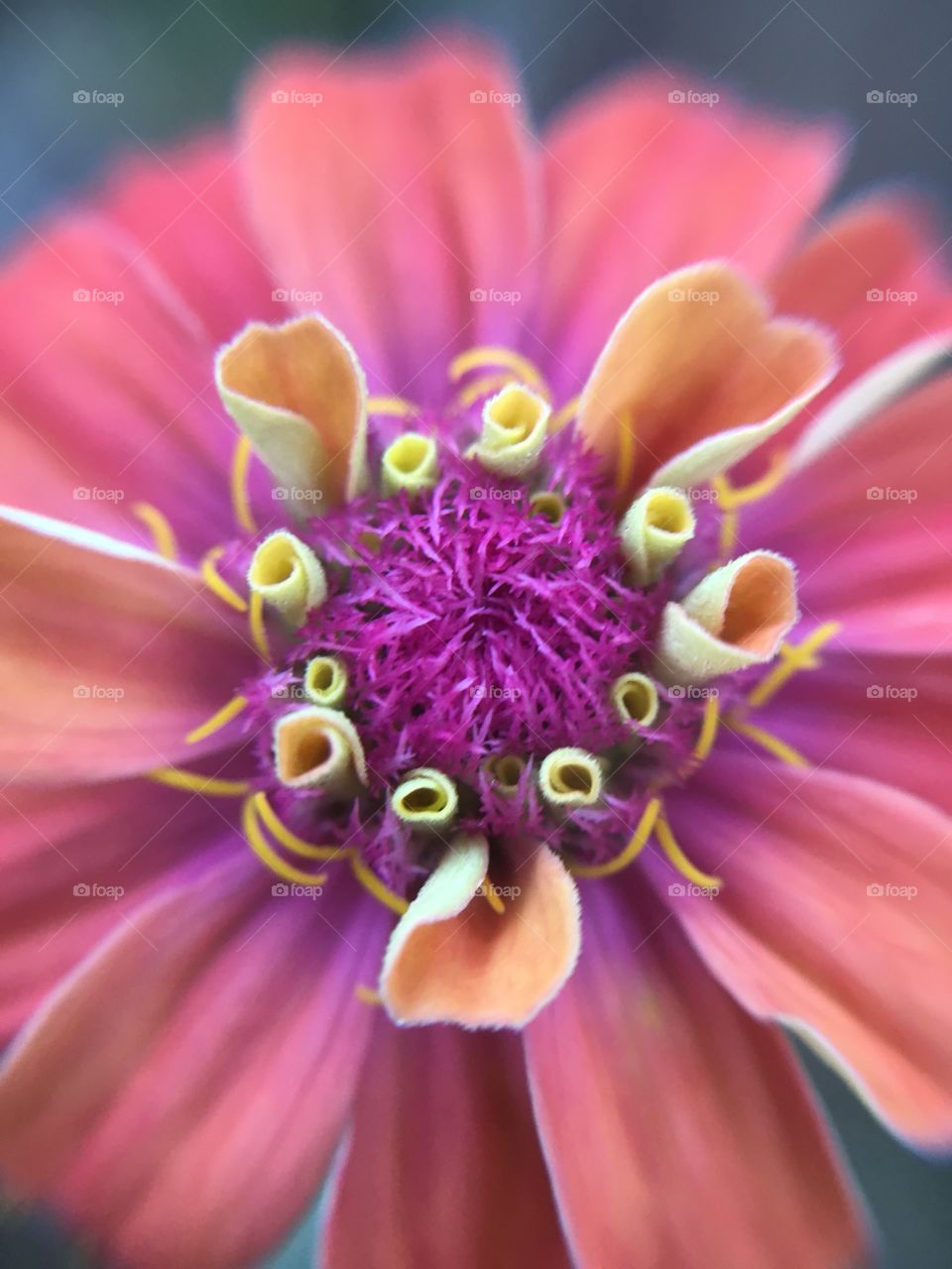 Pink Zinnia