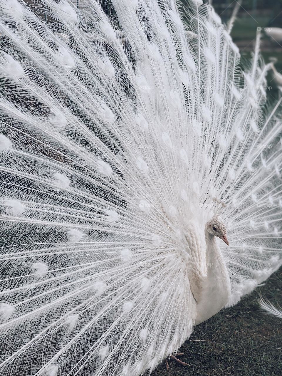 A beautiful white peacock proudly displaying its stunning feathers. The intricate patterns and delicate texture of its plume create a graceful and majestic scene, capturing the bird's elegance and natural beauty.