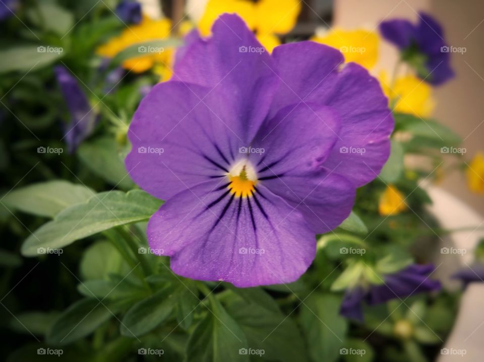 Purple pansy in a pot with yellow flowers in the background