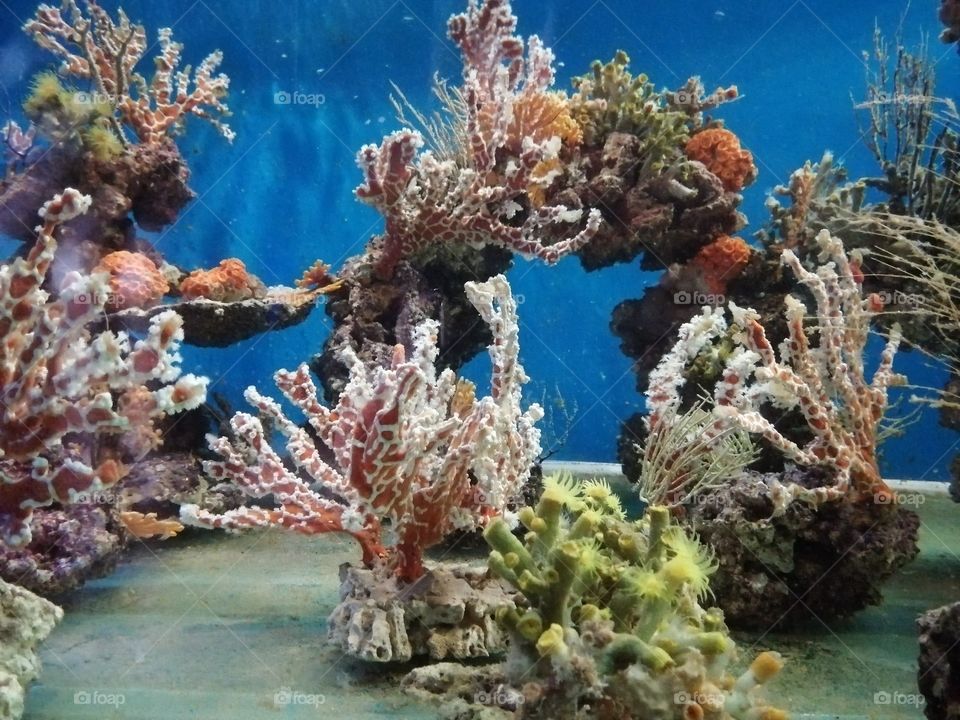 кораллы аквариумистика