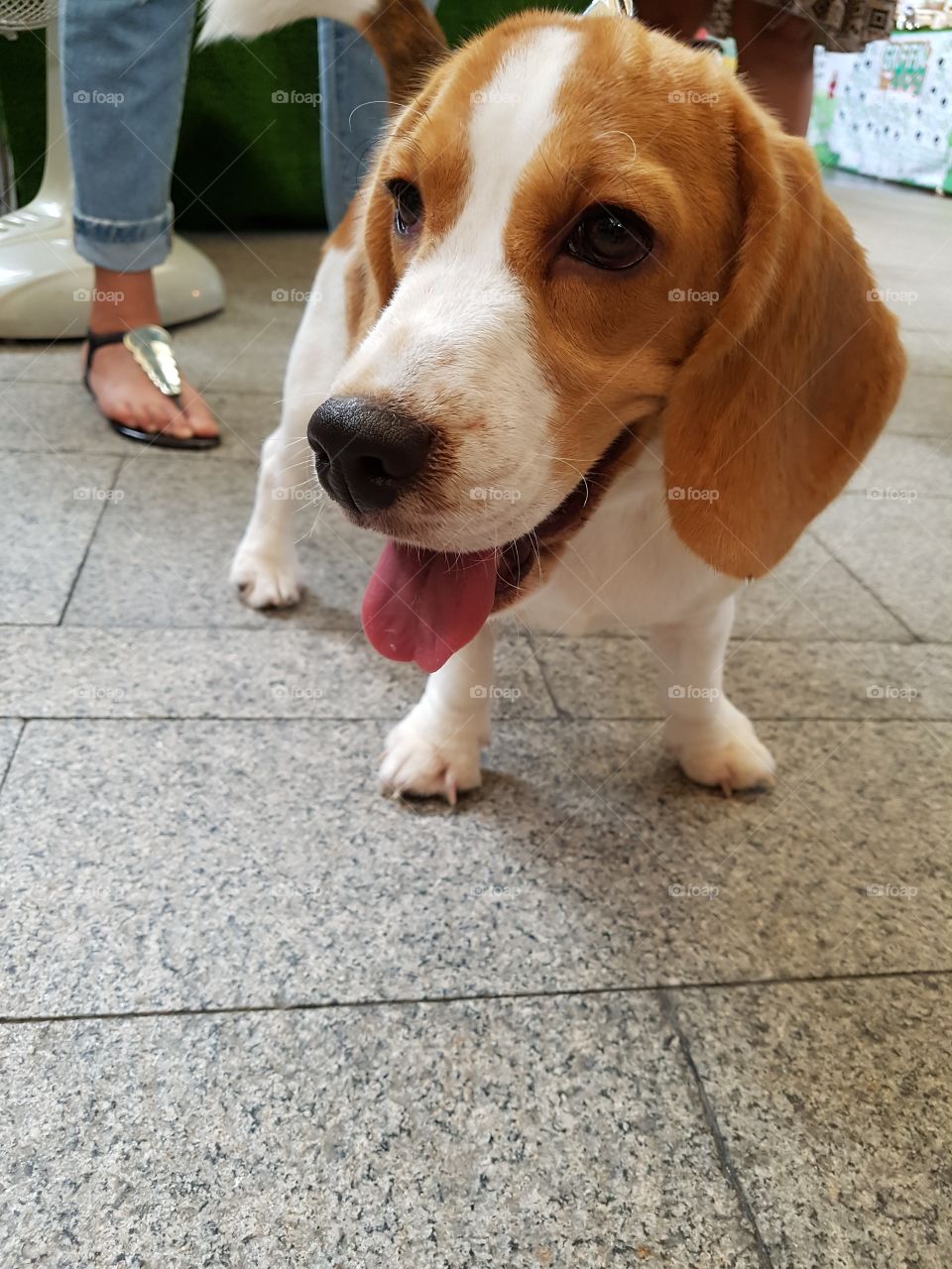 close up of beagle