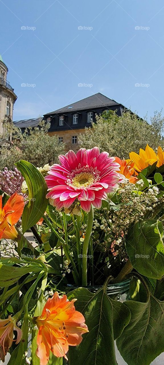 Bayreuth's Flowers