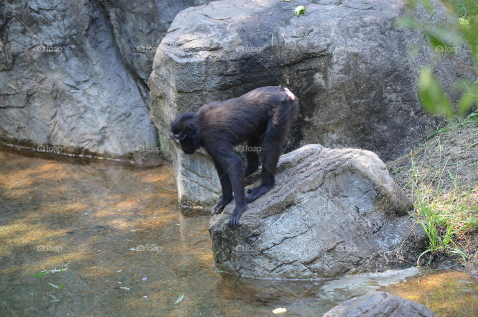 Monkey is enjoying his time watching the water float by!!!!  Memphis Zoo is amazing!