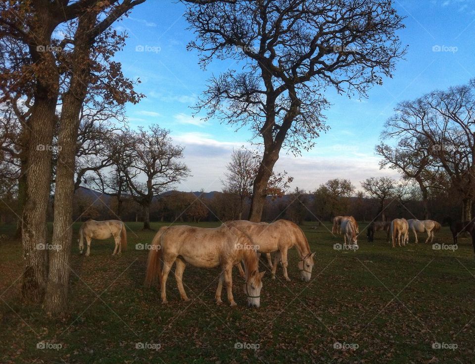 Lipizzaners