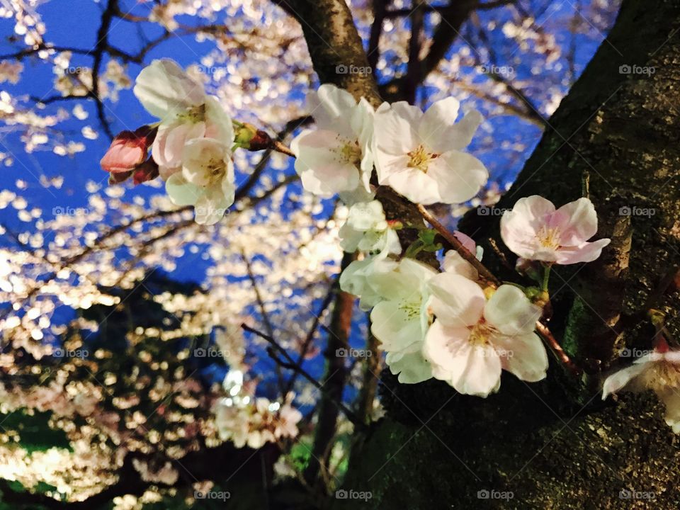 Sakura flowers in japan saitama prefecture 