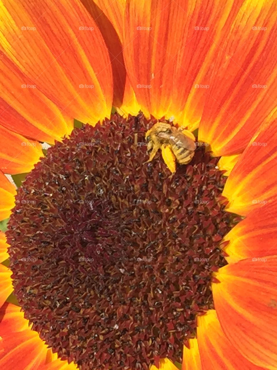 Bee on sunflower in bright morning sun angled