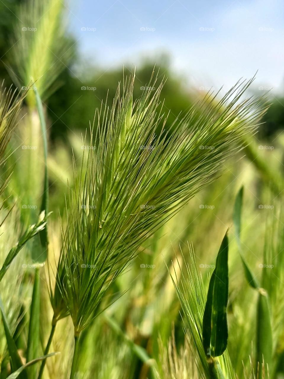 ripening spikelets on a green field