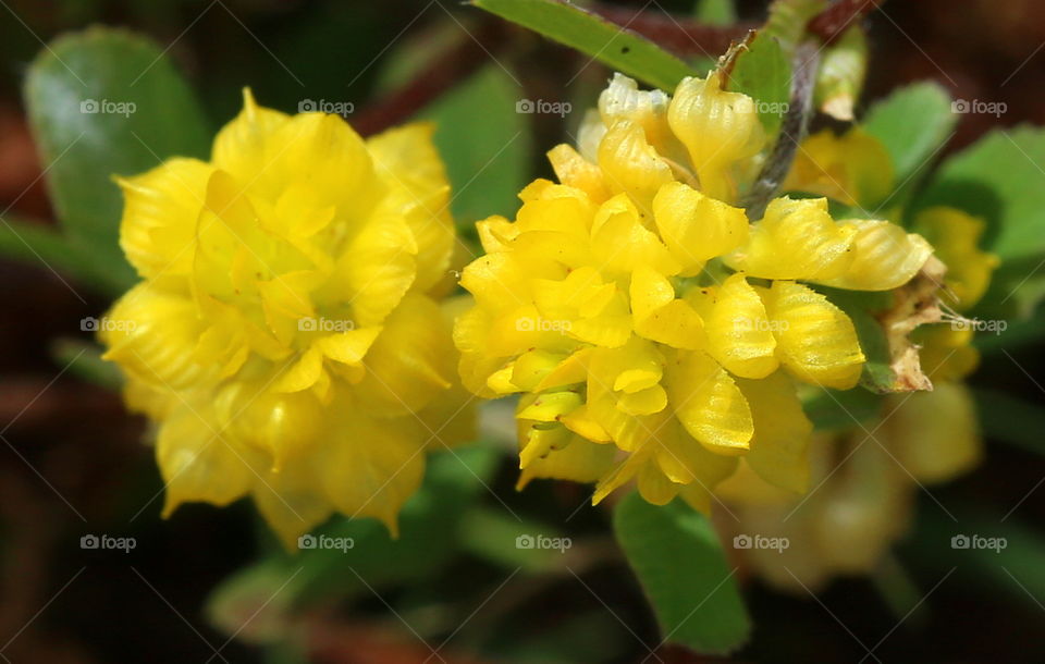 Tiny yellow spring flowers in Florida