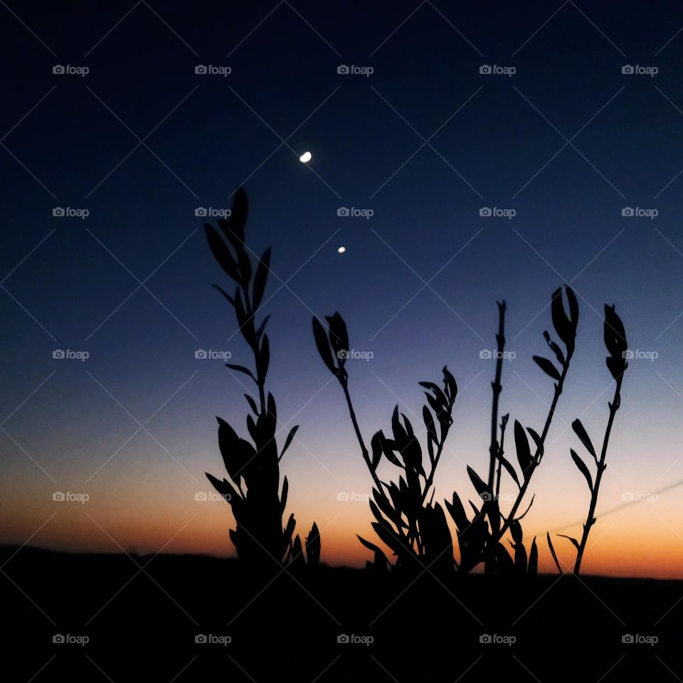 Olive tree and beautiful view of a star in the sky.