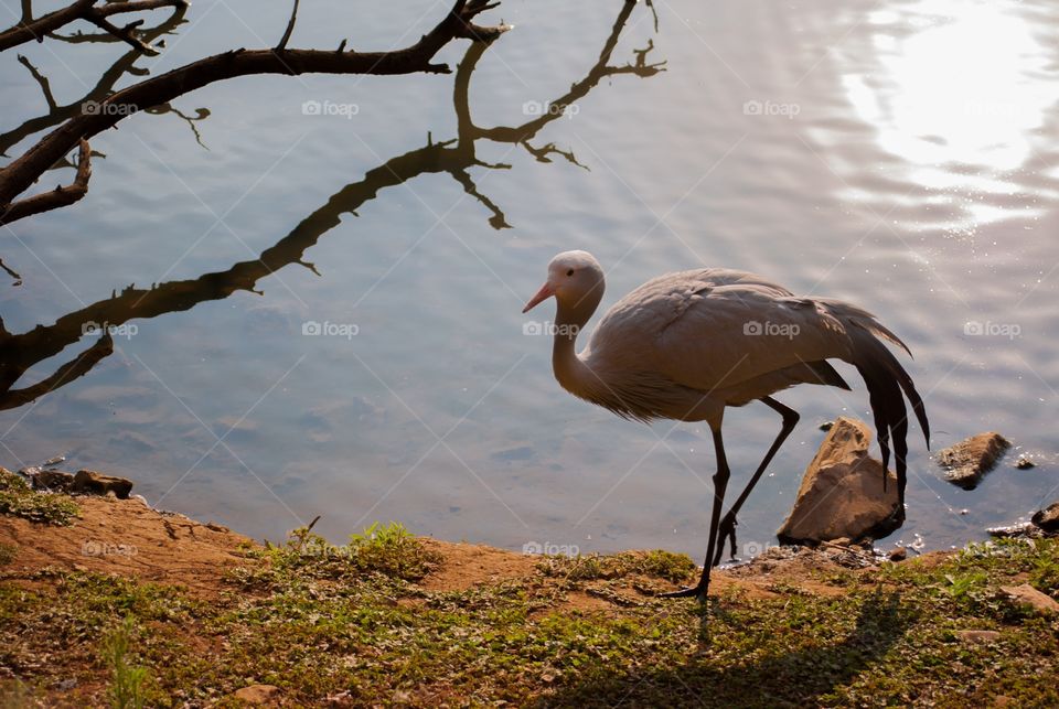 Blue crane at sunset next to water