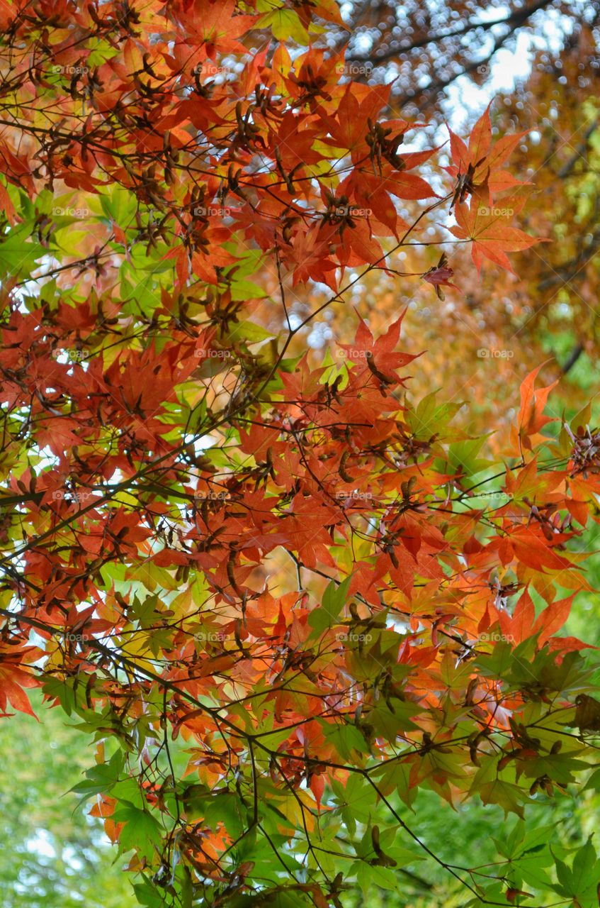 Low angle view of autumn leaves