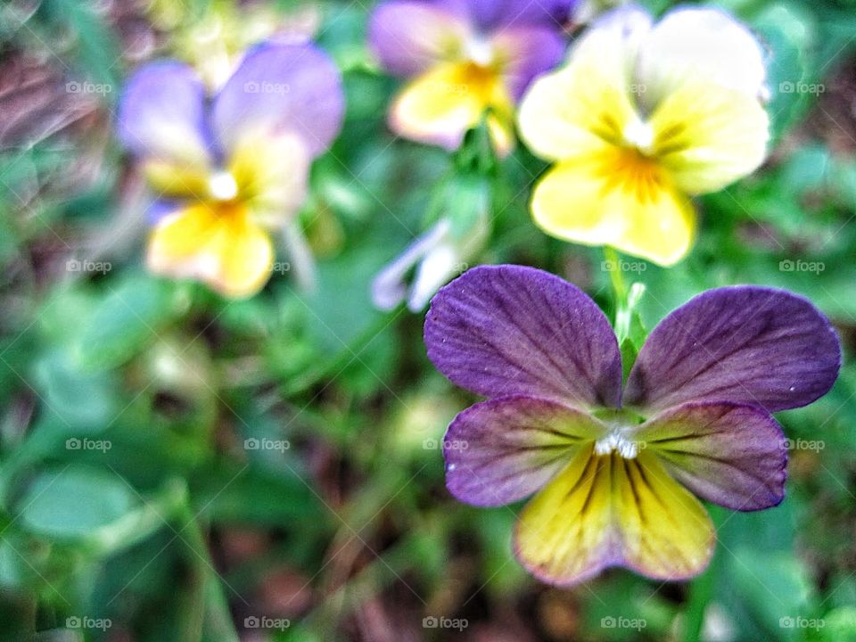 purple and yellow flowers