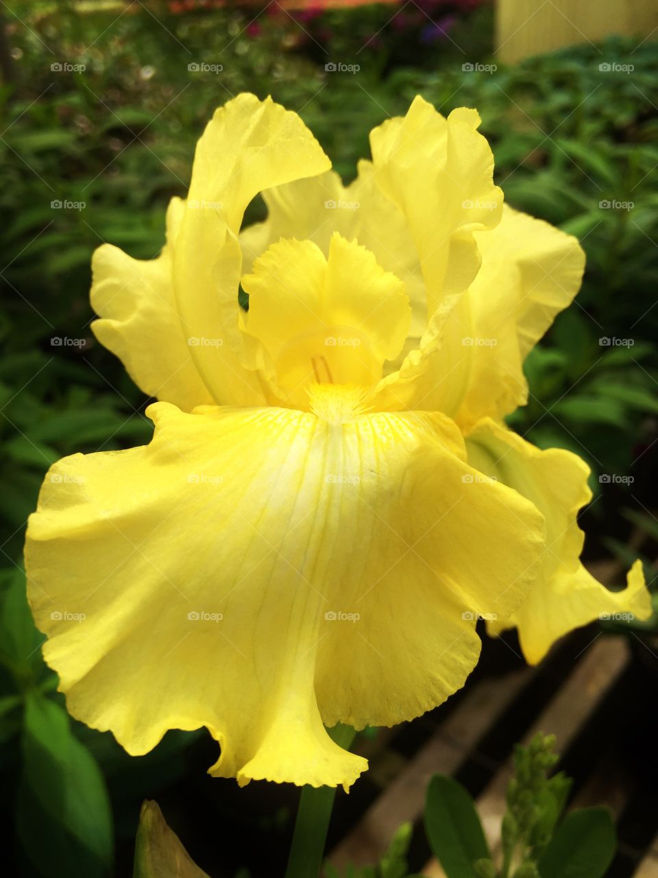 Yellow iris