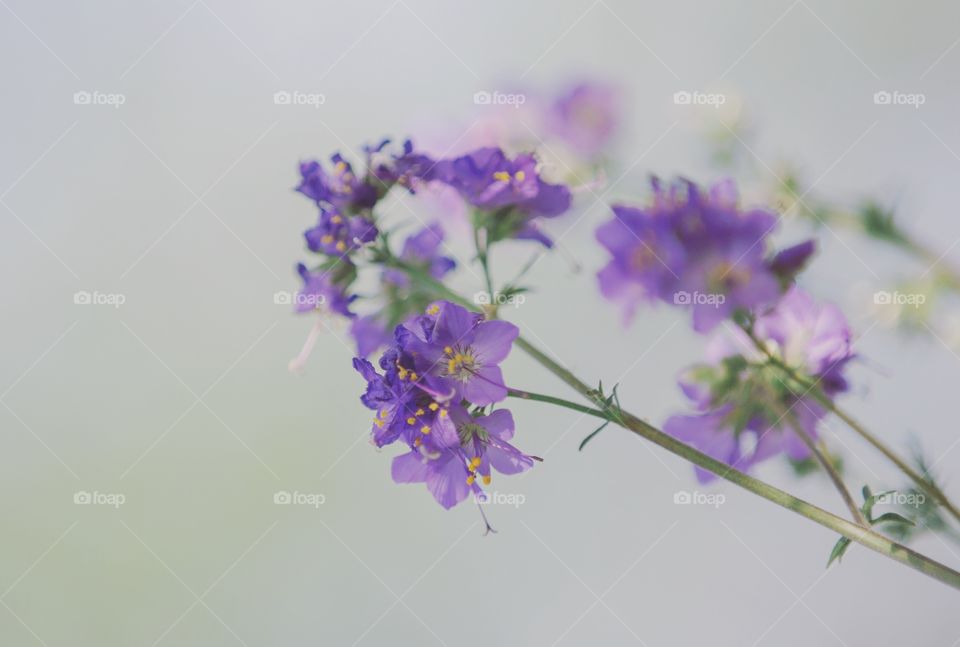 Flower, Nature, Flora, Summer, Lilac