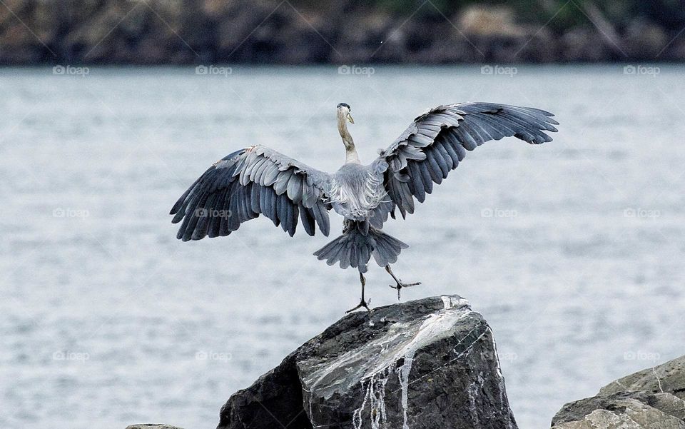 Dancing Great Blue Heron