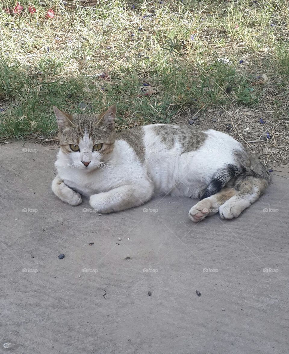 Poutchi is taking a rest after chasing birds 😂