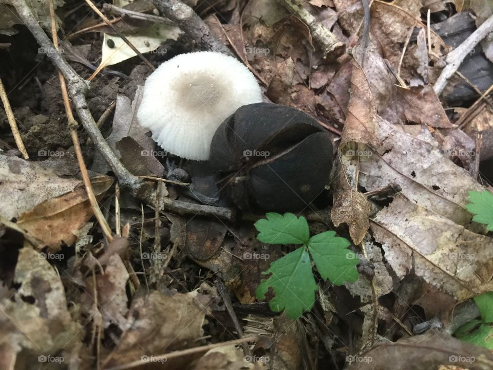Mushroom and an old walnut