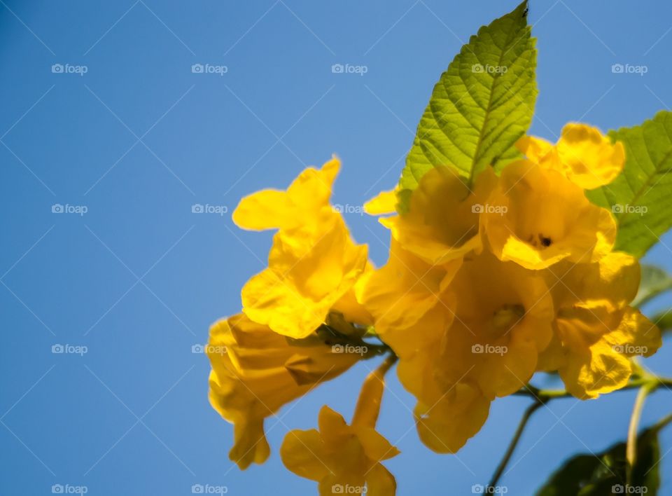 yellow flowers and blue sky background 