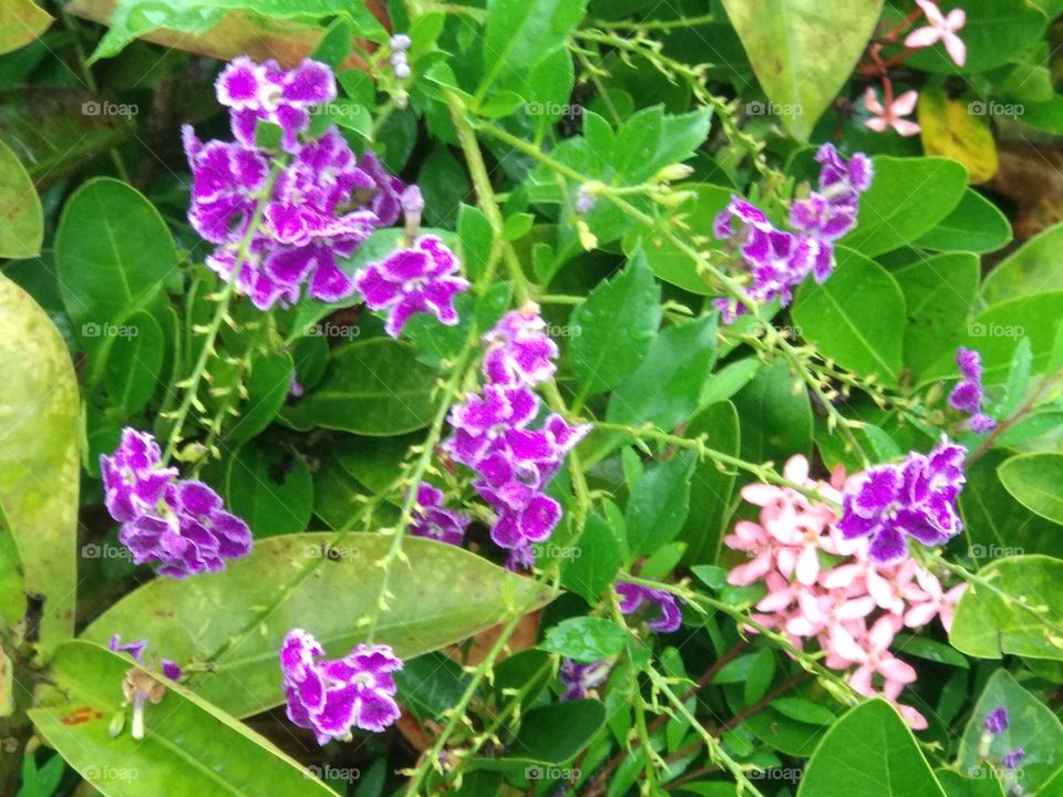 Purple Flower Purple Niv