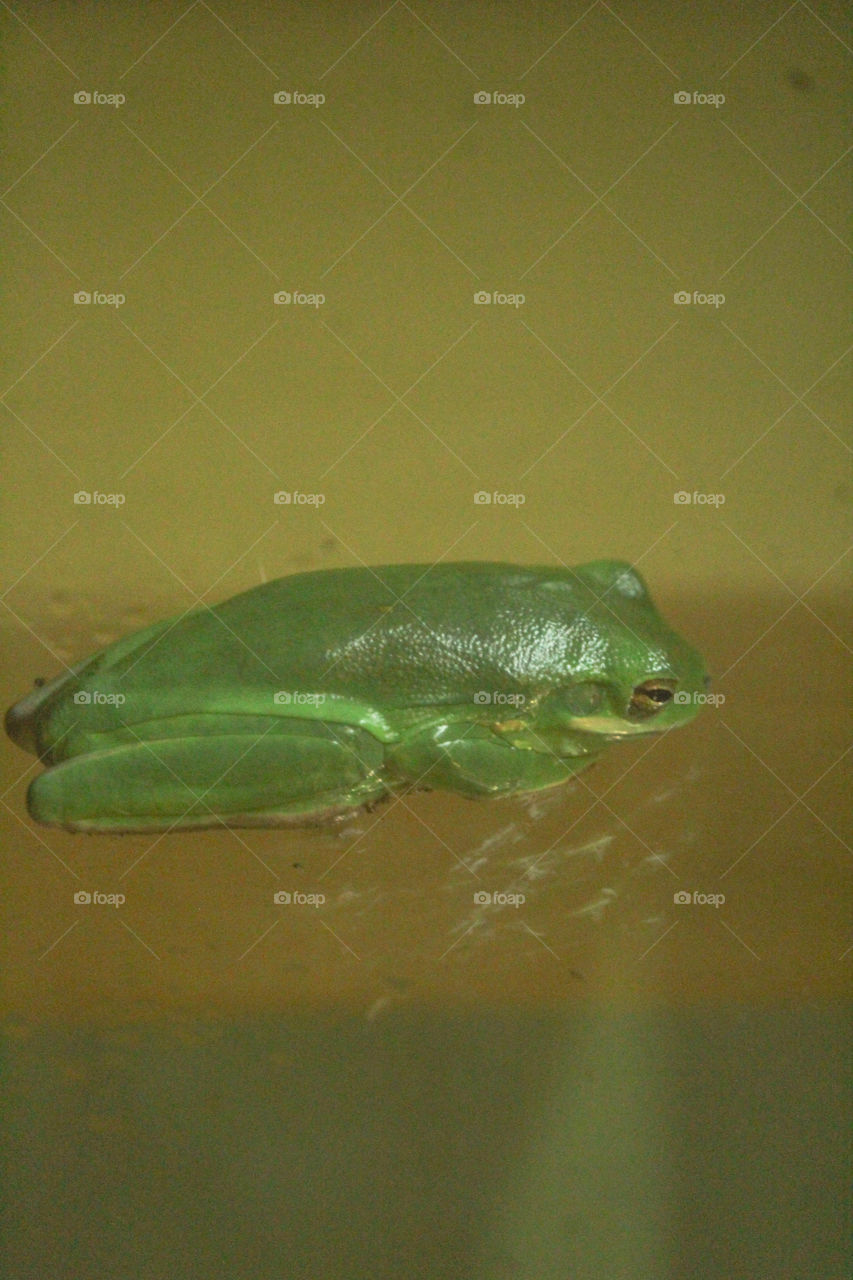 Frog