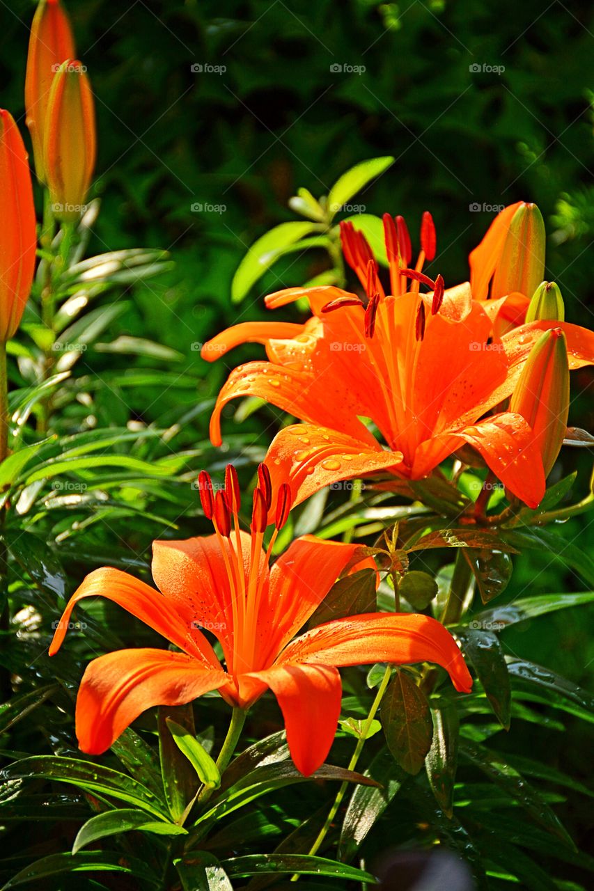 Tiger lilies 1