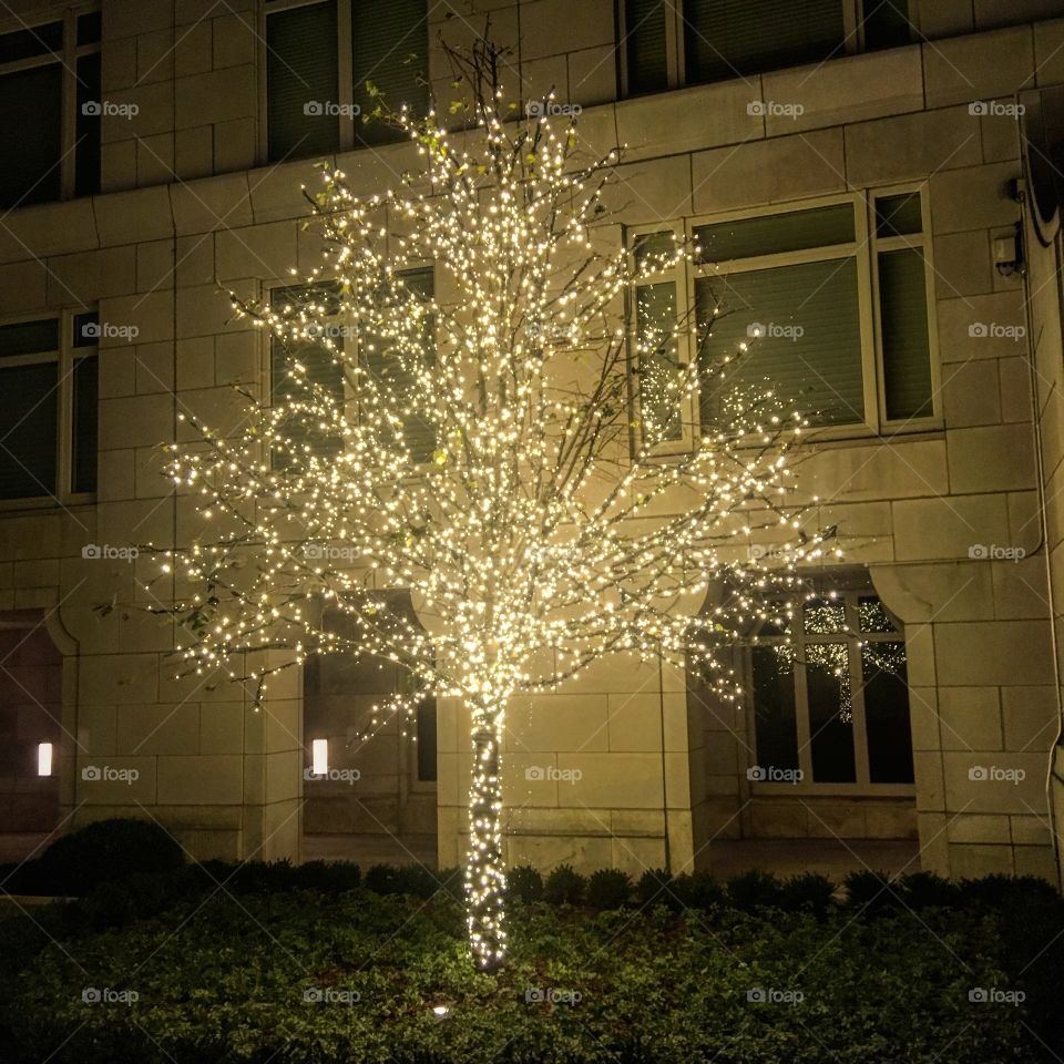 White Light Tree 