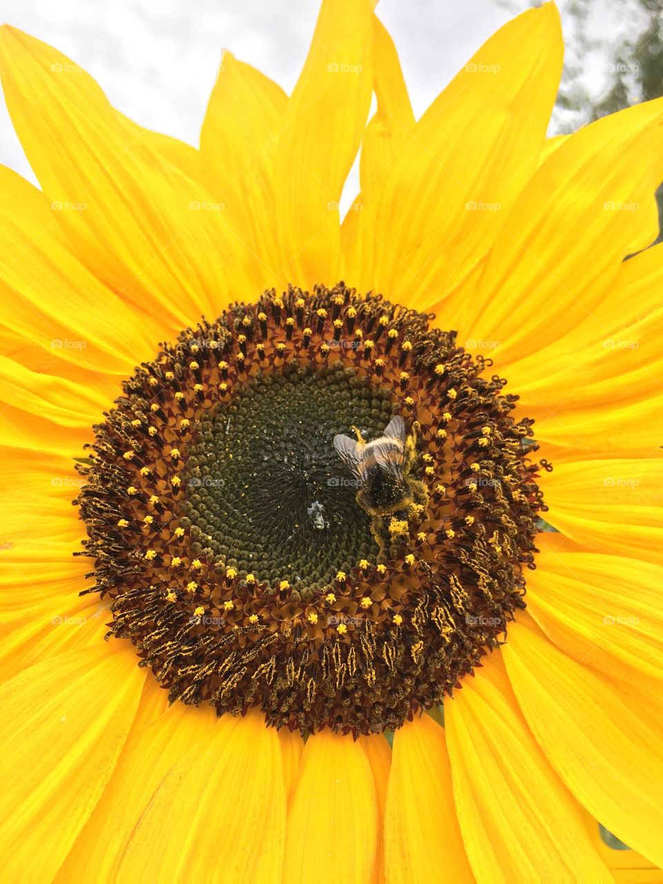 Sunflower and bumblebee 