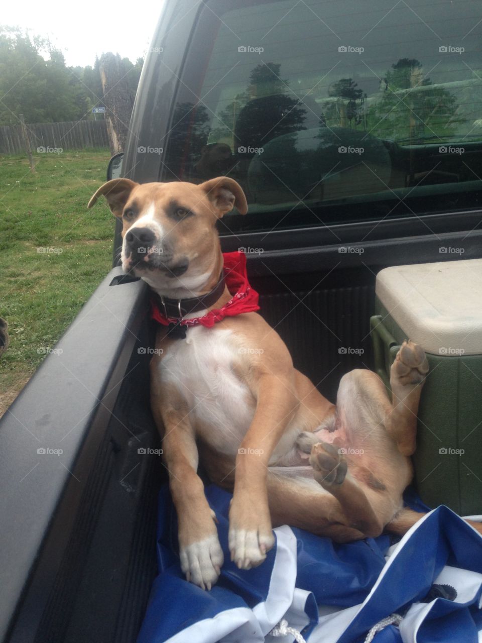 He loves to sit like this in the back of the truck. 
