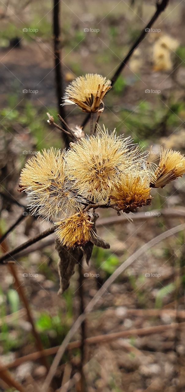 the rest of the forest fire