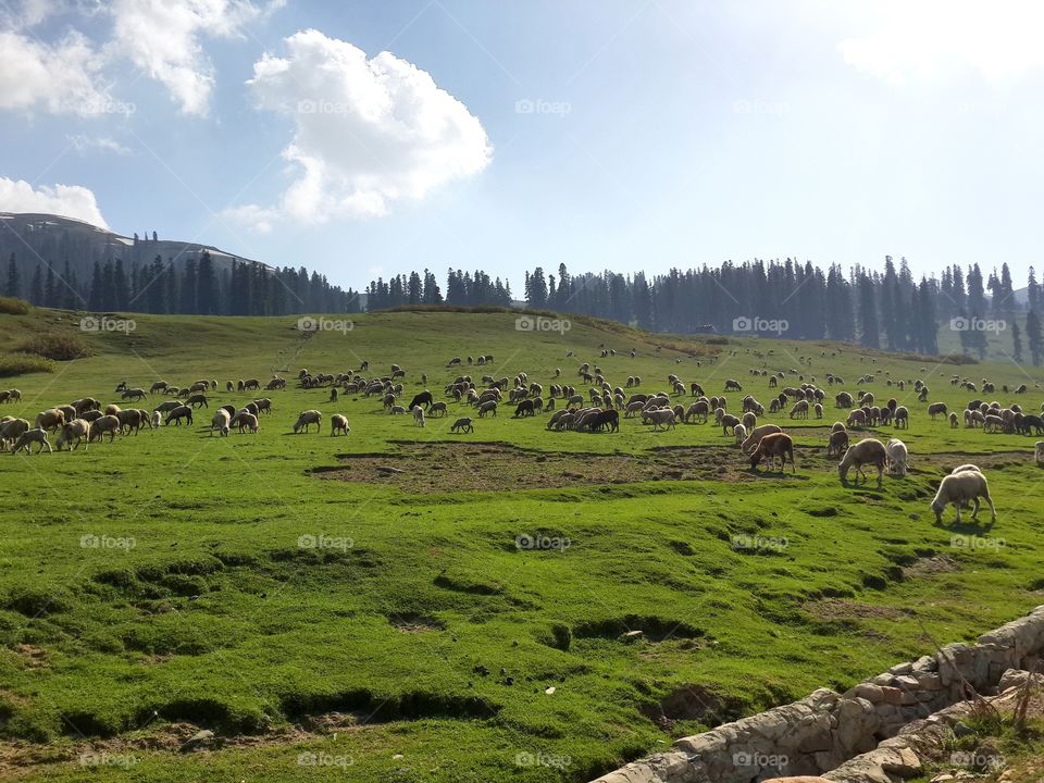 Grasslands of the Himalayas
