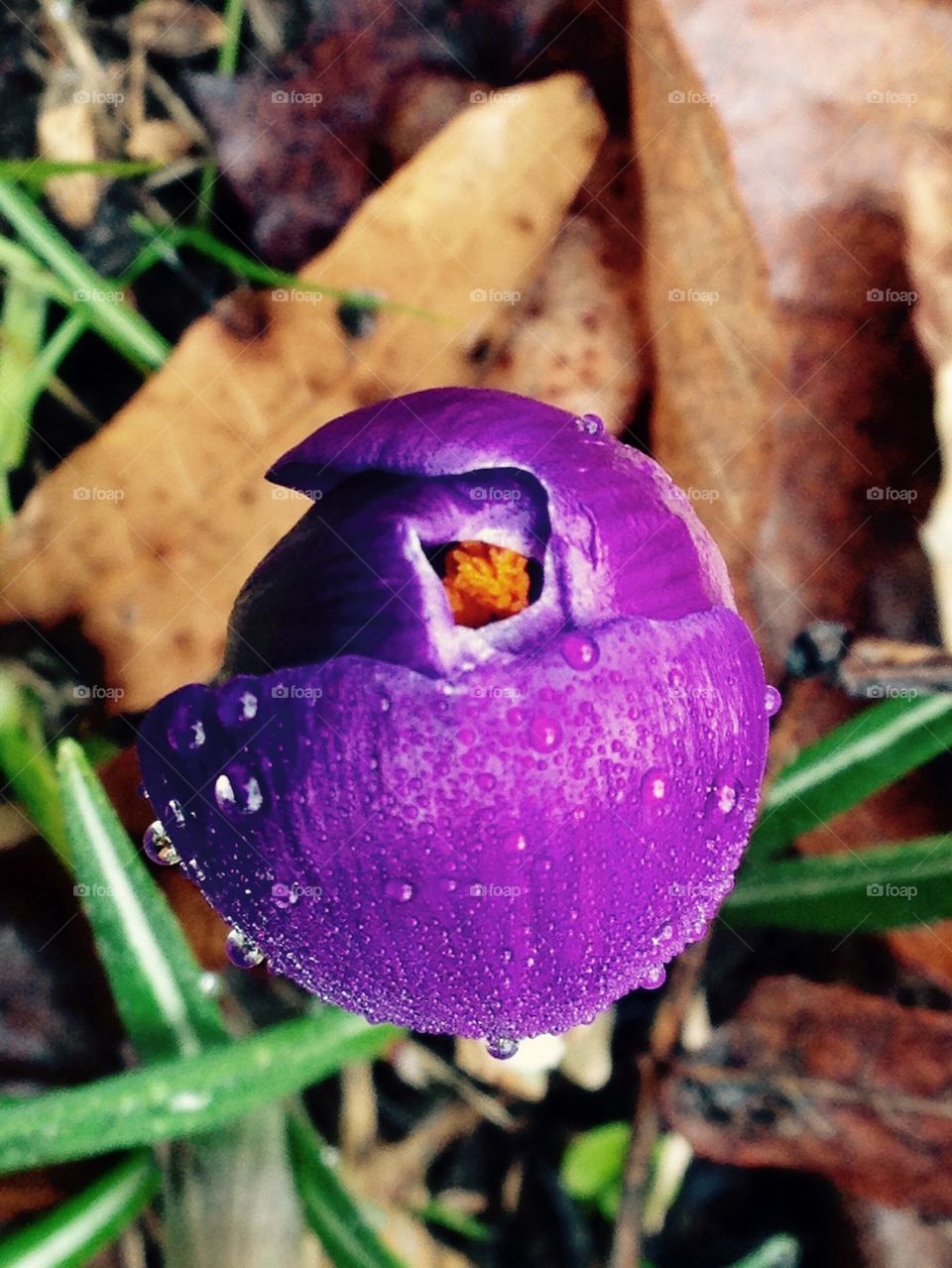 First crocus of spring