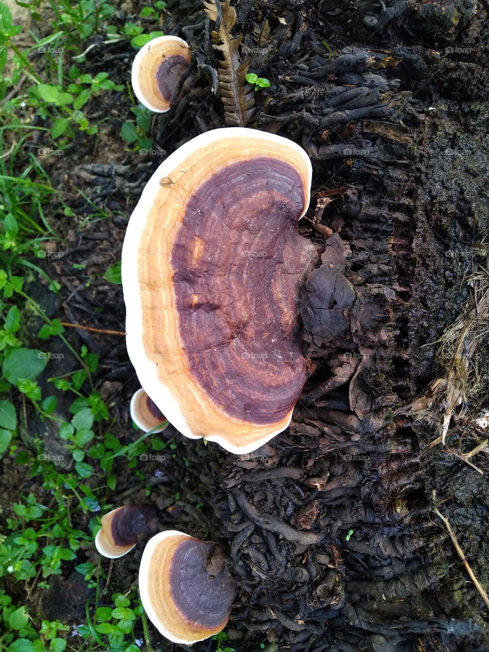 Photo of ganoderma fungus attacking the roots of an oil palm tree