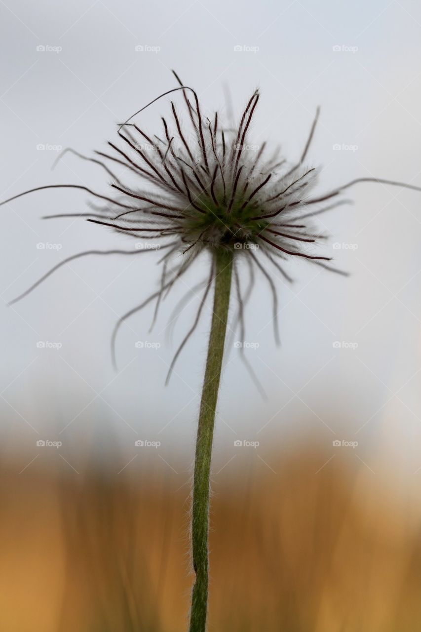 Wind flower