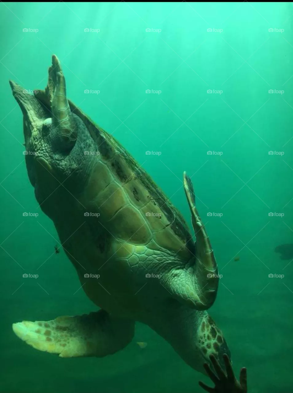 Oceanografic