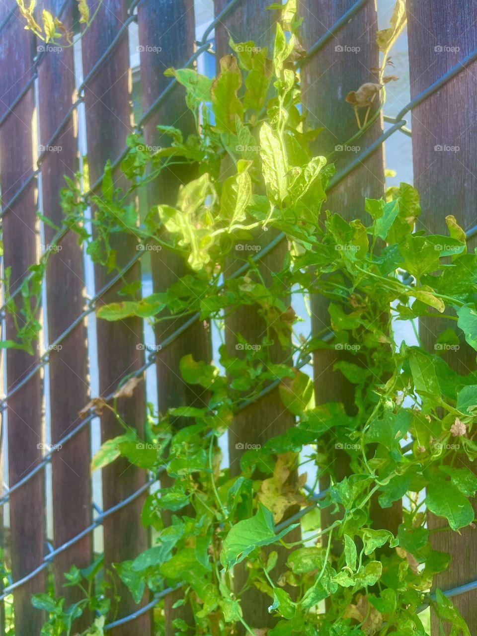 Beautiful leaves along a fence 