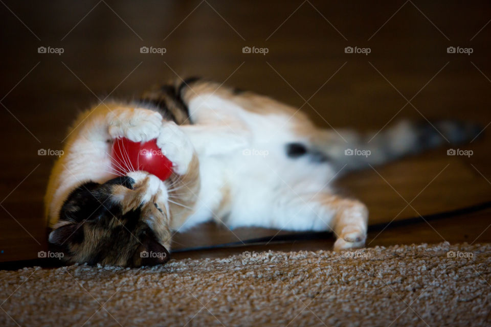 Lazy cat playing with her ball