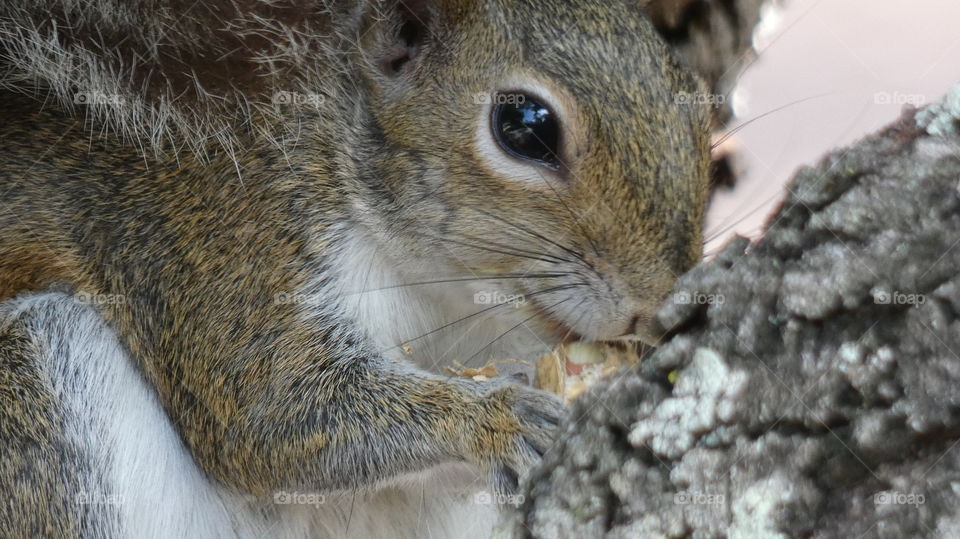 close up squirrel face, whiskers, hands eating a peanut