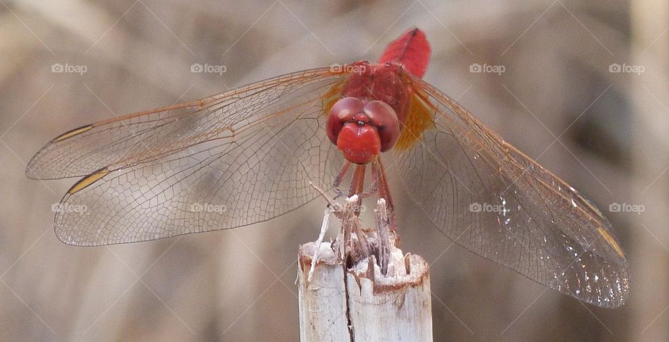 Red dragonfly