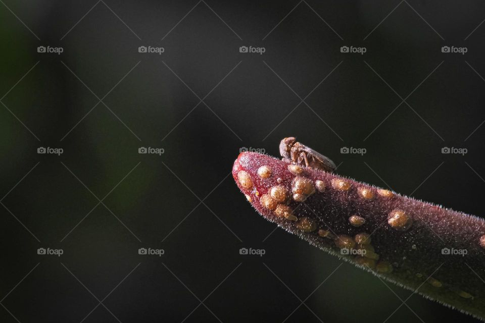 Lion King of Tiny World