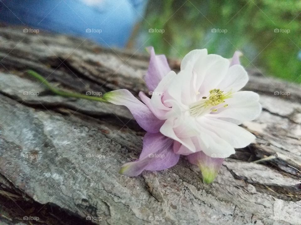log flower