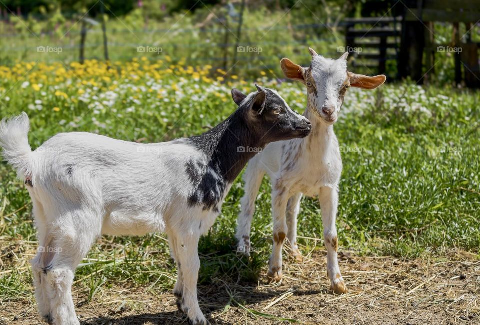 Two young goats surrounded by springtime wild flowers