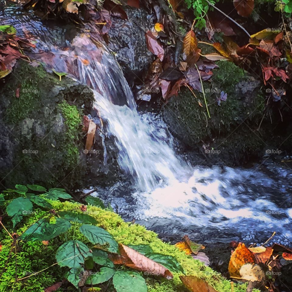 Waterfall, Stream, Water, Fall, Leaf