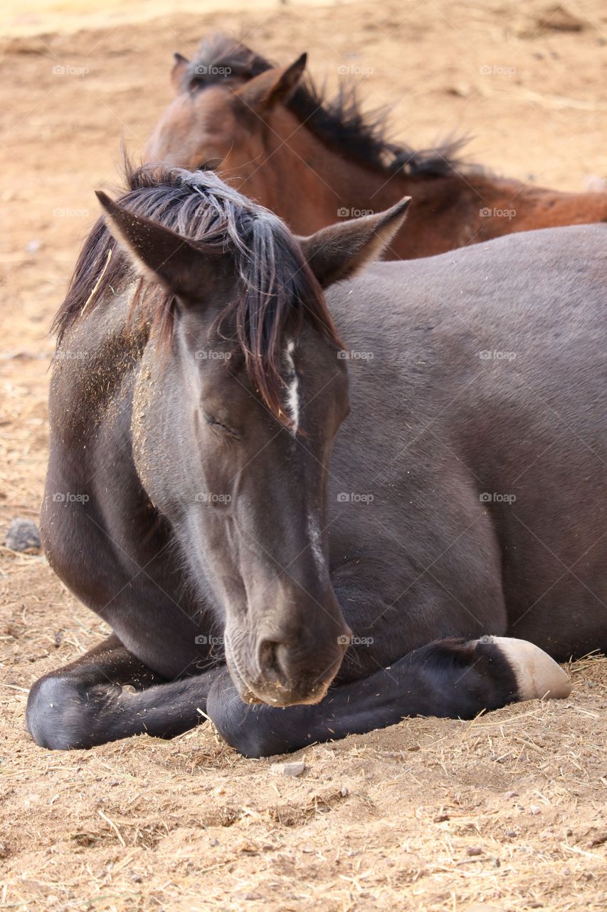 Sleeping wild American Mustang Colt 