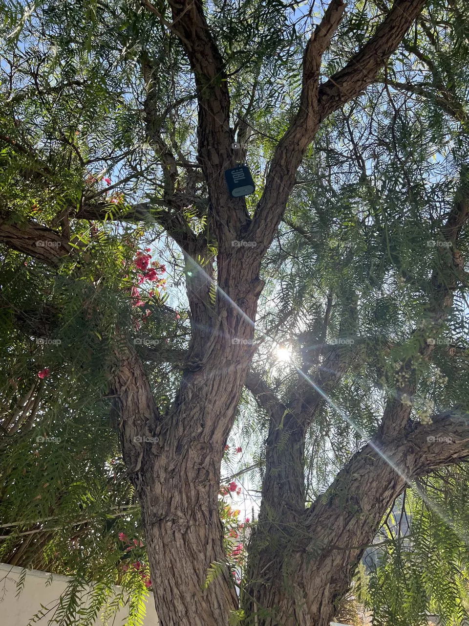 The music of nature